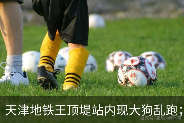 天津地铁王顶堤站内现大狗乱跑；地铁回应：应该是流浪狗；乘客疑惑：它咋过的安检？